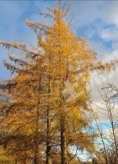 齐齐哈尔碾子山区150亩有林地经营权转让