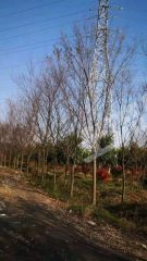 绍兴  上虞区 280亩 其它园地 经营权转让