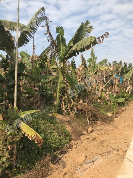 惠州惠东县梁化50亩香蕉地出租