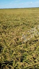 四平双辽市3000亩水田经营权转让