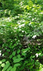 铁岭西丰县600亩荒山出租