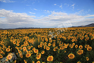 四平双辽市2150亩旱地经营权出租