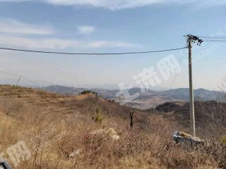 孝感大悟县 200亩 水浇地 经营权转让