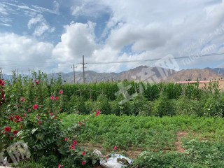 包頭九原區(qū)白彥花10畝宅基地使用權(quán)出租