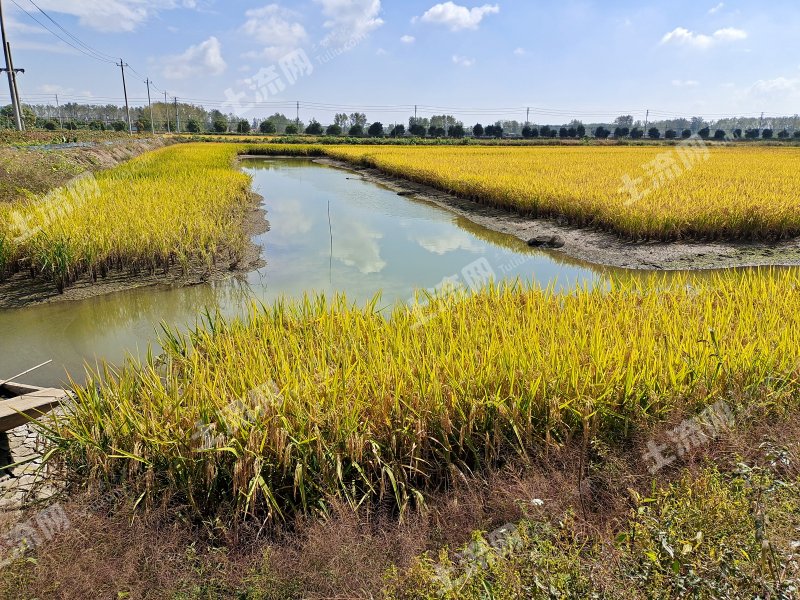 淮安盱眙县1000亩水田出租