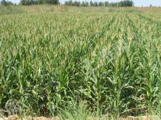 吉林永吉县150亩旱地经营权转让