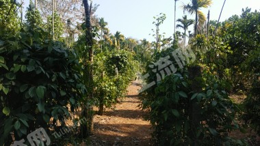 海南萬(wàn)寧市1000平米農(nóng)村宅基地使用權(quán)合作