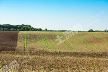 新乡延津县 46亩 水浇地 经营权转让XX869