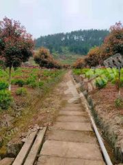 重慶  渝北區(qū) 150平米 宅基地 使用權(quán)出租