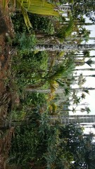 海南萬寧市興隆5畝宅基地使用權(quán)出租