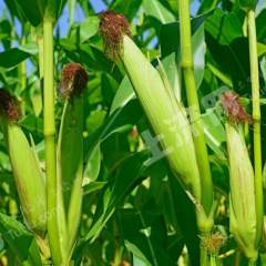 绥化青冈县22000亩旱地经营权转让