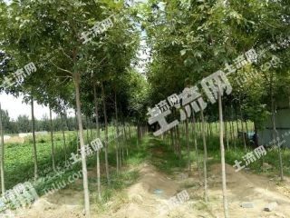 衡水  深州市 500亩 其它林地 经营权出租