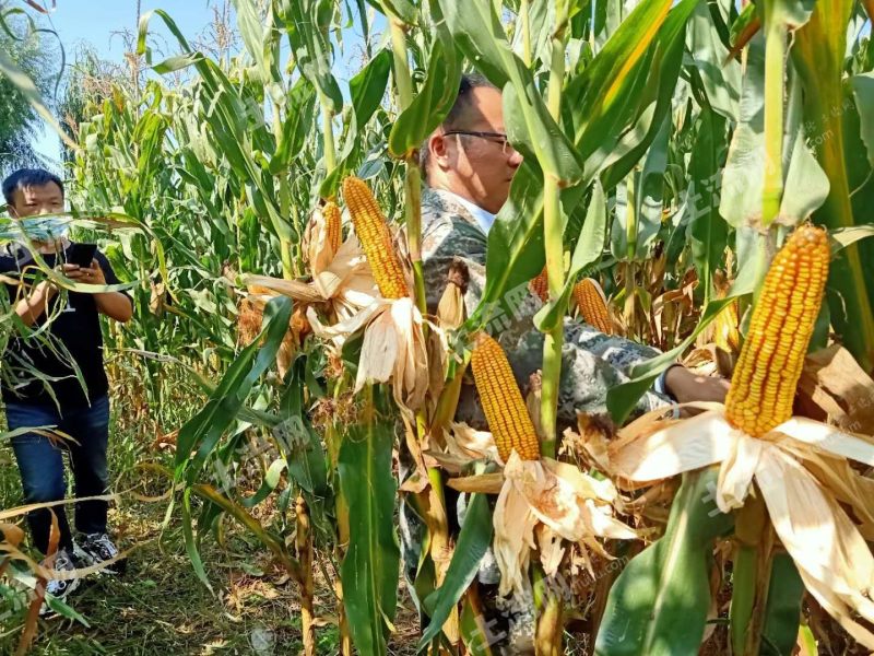 呼和浩特托克托县300亩水浇地出租