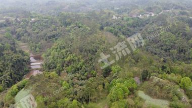 乐山五通桥区 200亩 水浇地 经营权出租