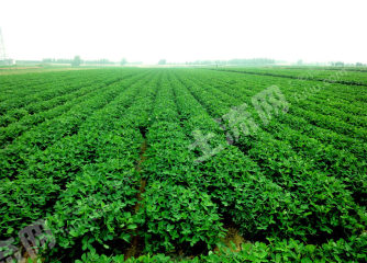 四平双辽市4500亩旱地经营权出租