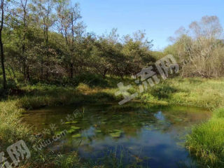 大连庄河市长岭镇 1500亩 果园 经营权转让