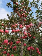 北京昌平区 5亩 水浇地 经营权出租