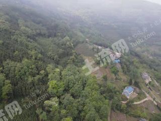 乐山夹江县 1000亩 乔木林地 经营权出租