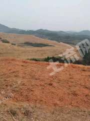 郴州永兴县 520亩 其它林地 转让