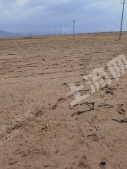 巴彦淖尔磴口县1500亩水浇地经营权转让