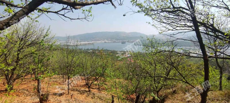 昆明市宜良县汤池镇5亩林地转让