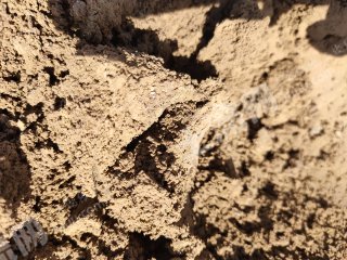 包头九原区 800亩 水田 经营权出租