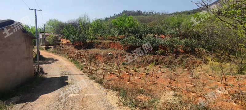 昆明市宜良县汤池镇5亩林地转让