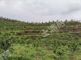 乐山夹江县 50亩 果园 经营权转让