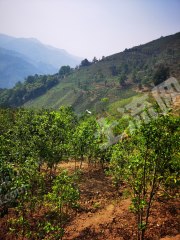大理弥渡 1300亩 茶园 经营权转让