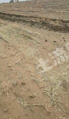 四平双辽市6000亩水浇地经营权出租