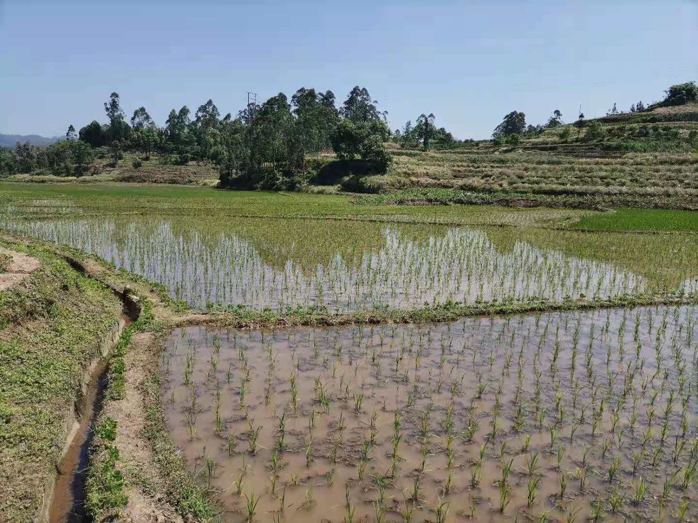 乐山沙湾区35亩水田出租