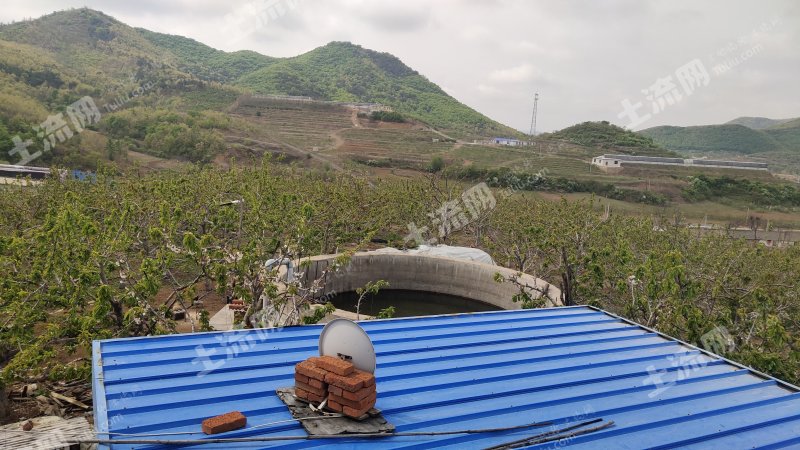 大连瓦房店市瓦窝镇17亩果园转让