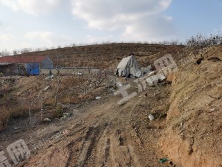 烟台莱阳市 60亩 果园 经营权转让