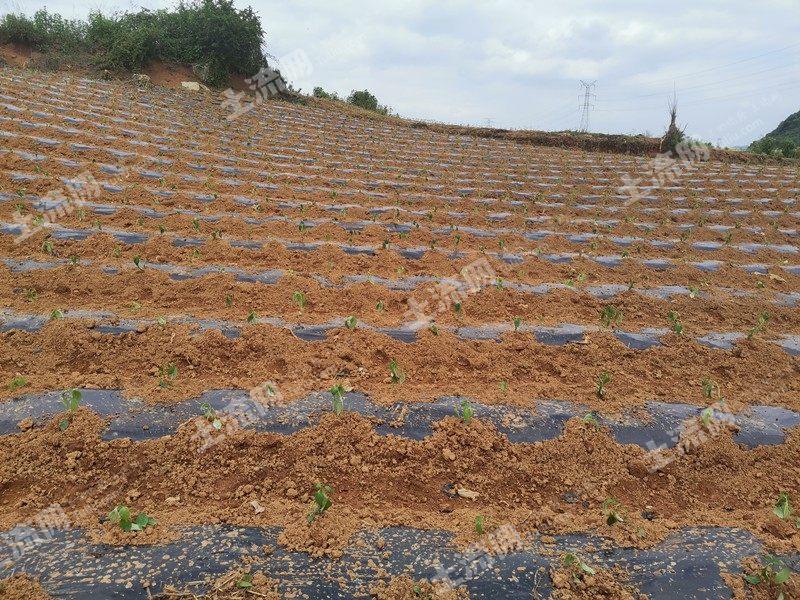 安顺西秀区1000亩旱地出租