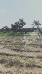 海南文昌市 300亩旱地 经营权出租