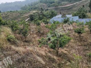 乐山犍为县 140亩 果园 经营权转让