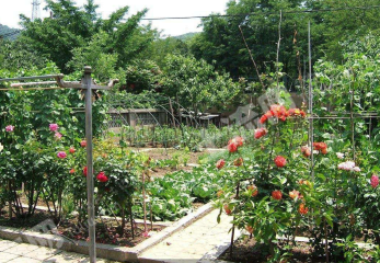 潍坊20亩农场菜园经营权出租