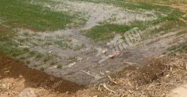 河北沧州盐山县2亩水田经营权转让