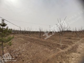 固原原州区30亩水浇地经营权转让