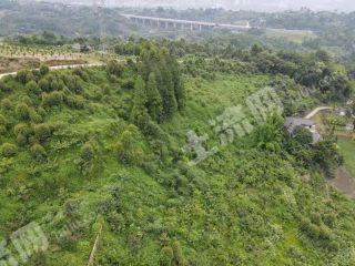 乐山沙湾区110亩灌木林地经营权出租