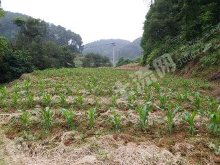 重慶巴南區(qū)80平米宅基地使用權(quán)出租