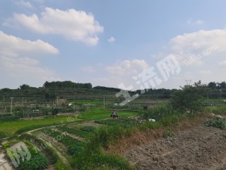 江门鹤山市 30亩 水田 经营权出租