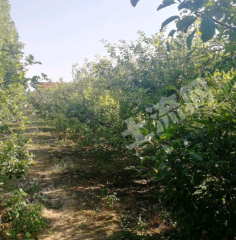 潍坊高新技术产业开发区2亩果园经营权出租