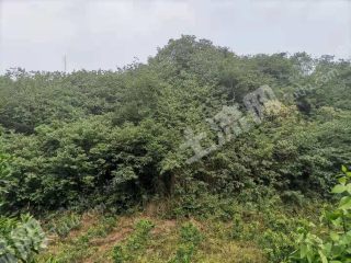 乐山夹江县 50亩 其它林地 经营权转让