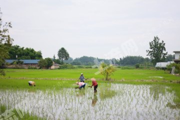 大邑拎包入住田園農(nóng)房使用權(quán)出租