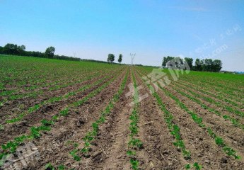 松原宁江区3亩综合养殖用地经营权转让