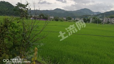 吉安遂川县300亩人工草地经营权出租