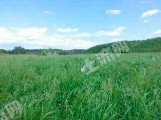 大兴安岭加格达奇区300000亩天然牧草地经营权合作