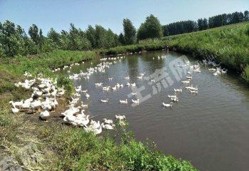 哈尔滨平房区38亩有林地经营权转让