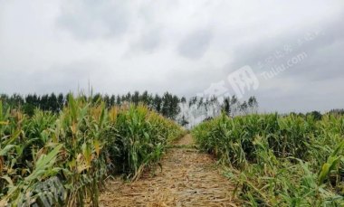 哈尔滨呼兰区23亩其它耕地经营权转让